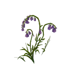 Arched Violet Bellflowers