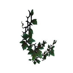 Creeping Corner Ivy