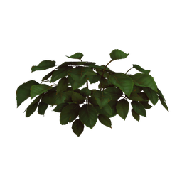 Barrens Hosta Bush