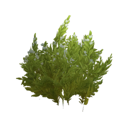 Elwynn Whitebrush