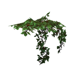 Creeping Lattice Ivy