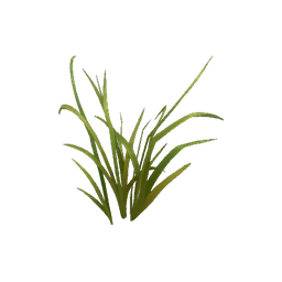 Elwynn Small Grass Patch
