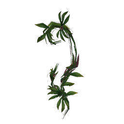 Hyjal Climbing Vine
